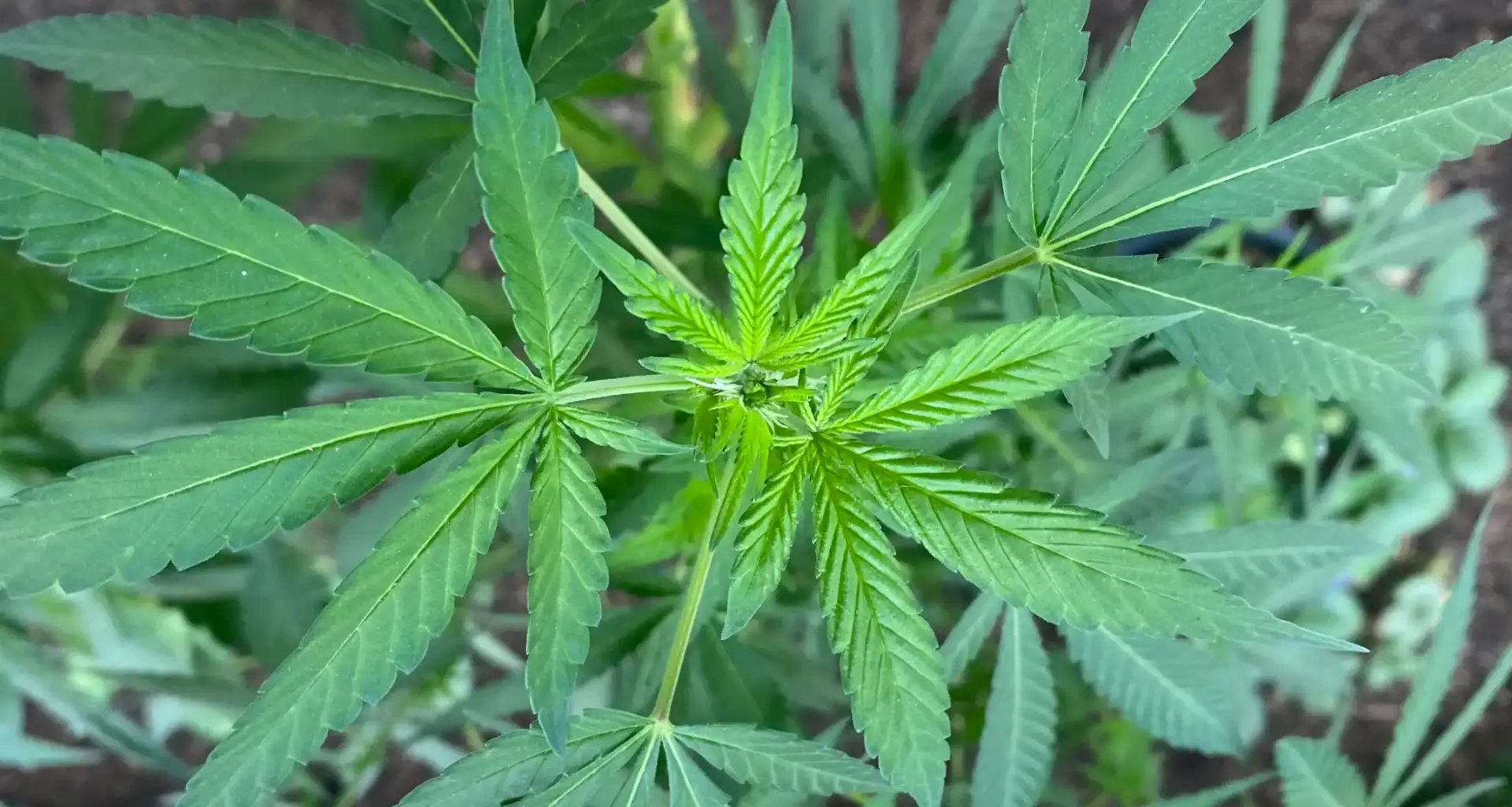California Bill To Legalize Marijuana Dispensary Drive-Thru Windows Is Put On Hold By Its Sponsor