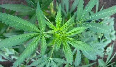 California Bill To Legalize Marijuana Dispensary Drive-Thru Windows Is Put On Hold By Its Sponsor