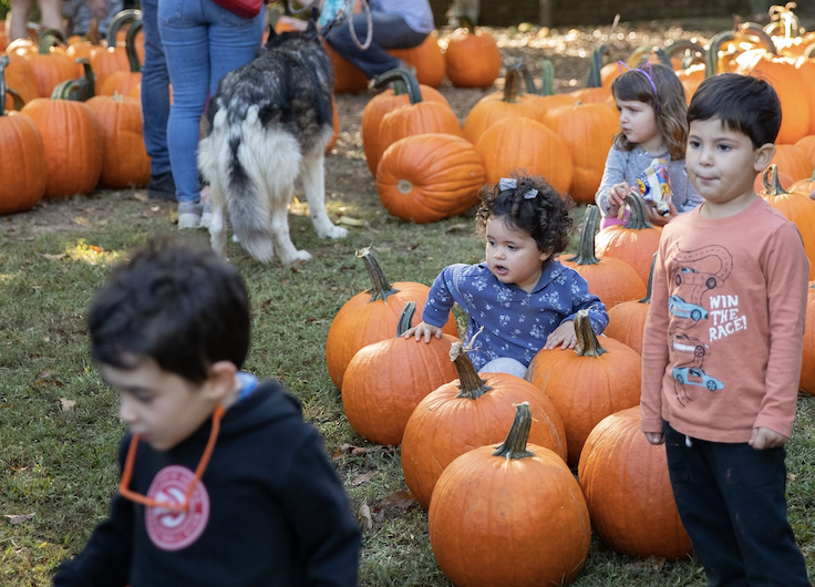 a pumpkin patch at Oakland Cemetery