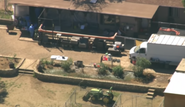 Lake Hughes woman faces 35 charges in animal cruelty case – NBC Los Angeles