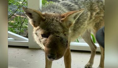 Studio City coyote Wendy euthanized after severe infection – NBC Los Angeles