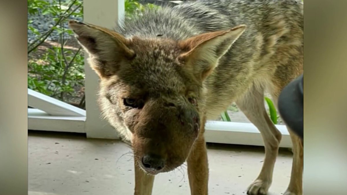 Studio City coyote Wendy euthanized after severe infection – NBC Los Angeles