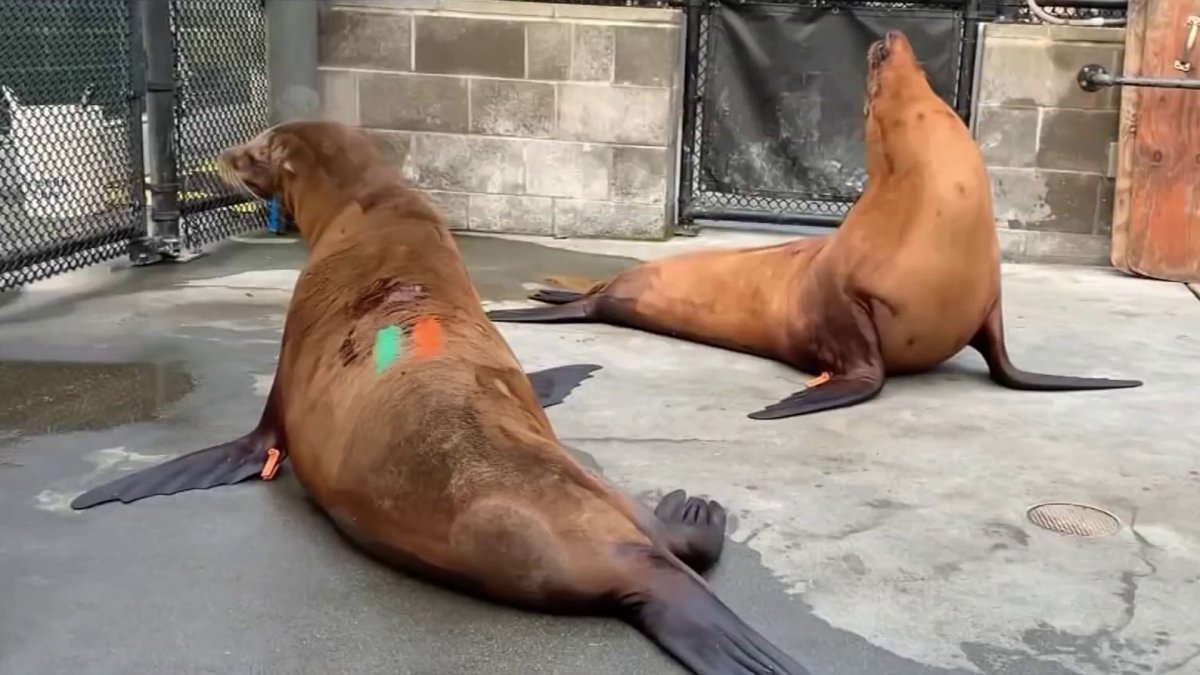 Sick sea lions signal rising toxin risk along California coast – NBC Bay Area