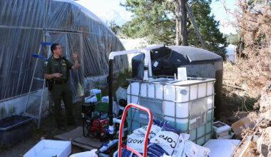 Chinese Gangsters Turned This California Paradise into a Marijuana Factory