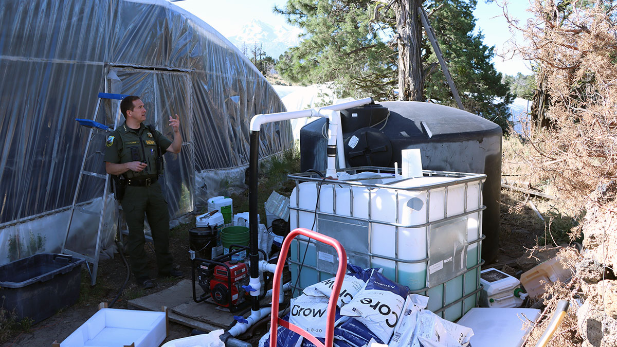 Chinese Gangsters Turned This California Paradise into a Marijuana Factory