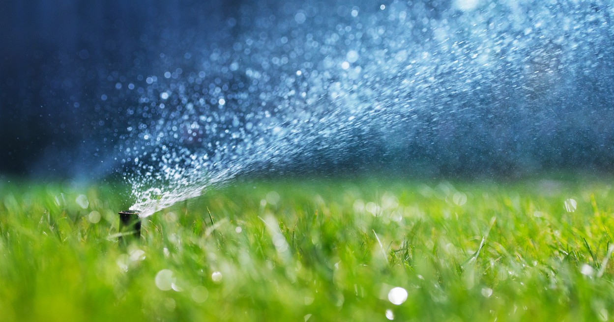 KNEE DEEP TIMES: The end is coming for California’s untouchable grass ~ MAVEN'S NOTEBOOK