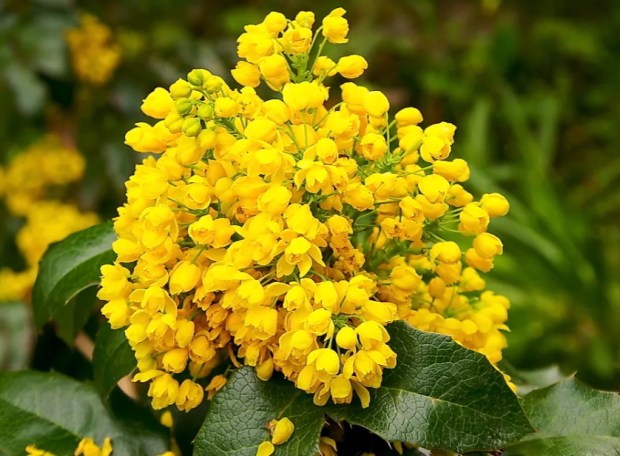 The Oregon Grape is not a true grape but an evergreen shrub with holly-like leaves. It was designated the state flower in 1899. (U.S. National Park Service)