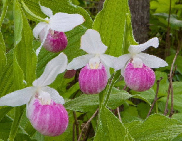 Found in bogs and swamps, the orchid can live up to 50 years. It was designated Minnesota's state flower in 1902. (Minnesota Secretary of State's office)