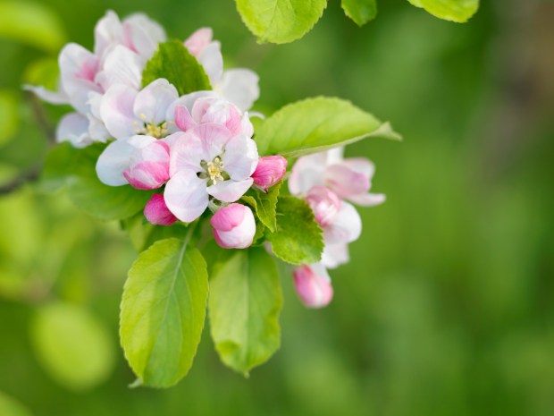 The apple blossom was designated Michigan's state flower in 1897. (Michigan Secretary of State's office)