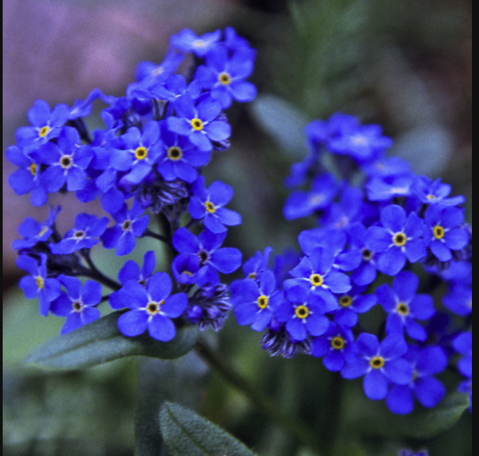 The Alpine Forget-Me-Not was made the territorial flower in 1917 and affirmed as the state flower in 1959, when Alaska joined the union. (U.S. Forest Service)