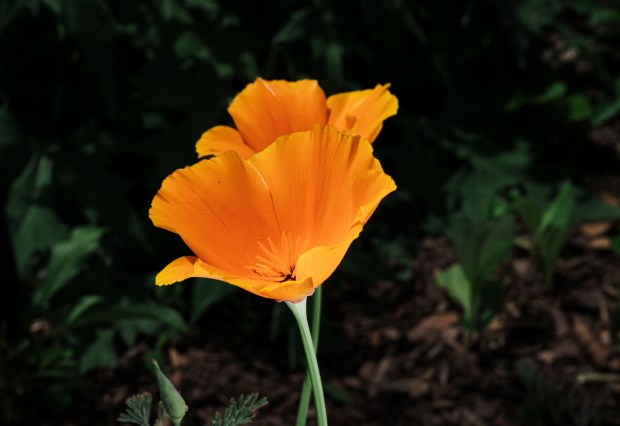 The California Poppy was chosen the state flower in 1903. (Maxine Wallace/The Washington Post)