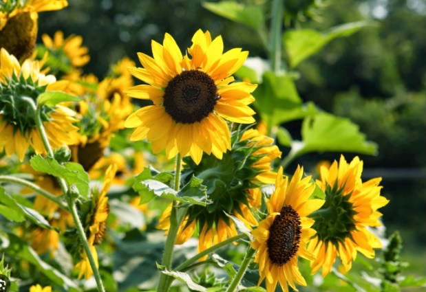 The common, wild native sunflower was designated Kansas' official flower in 1903. (Kansas State University extension)