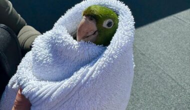 Watch: Stuck parrot rescued from third-floor balcony in San Francisco