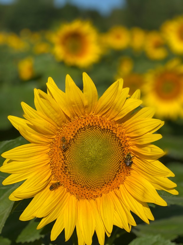 Blake's Orchard and Cider Mill will host its annual Sunflower Festival Saturday to Monday, Sept. 5-7. (Photo courtesy of Blake's Orchard & Cider Mill)