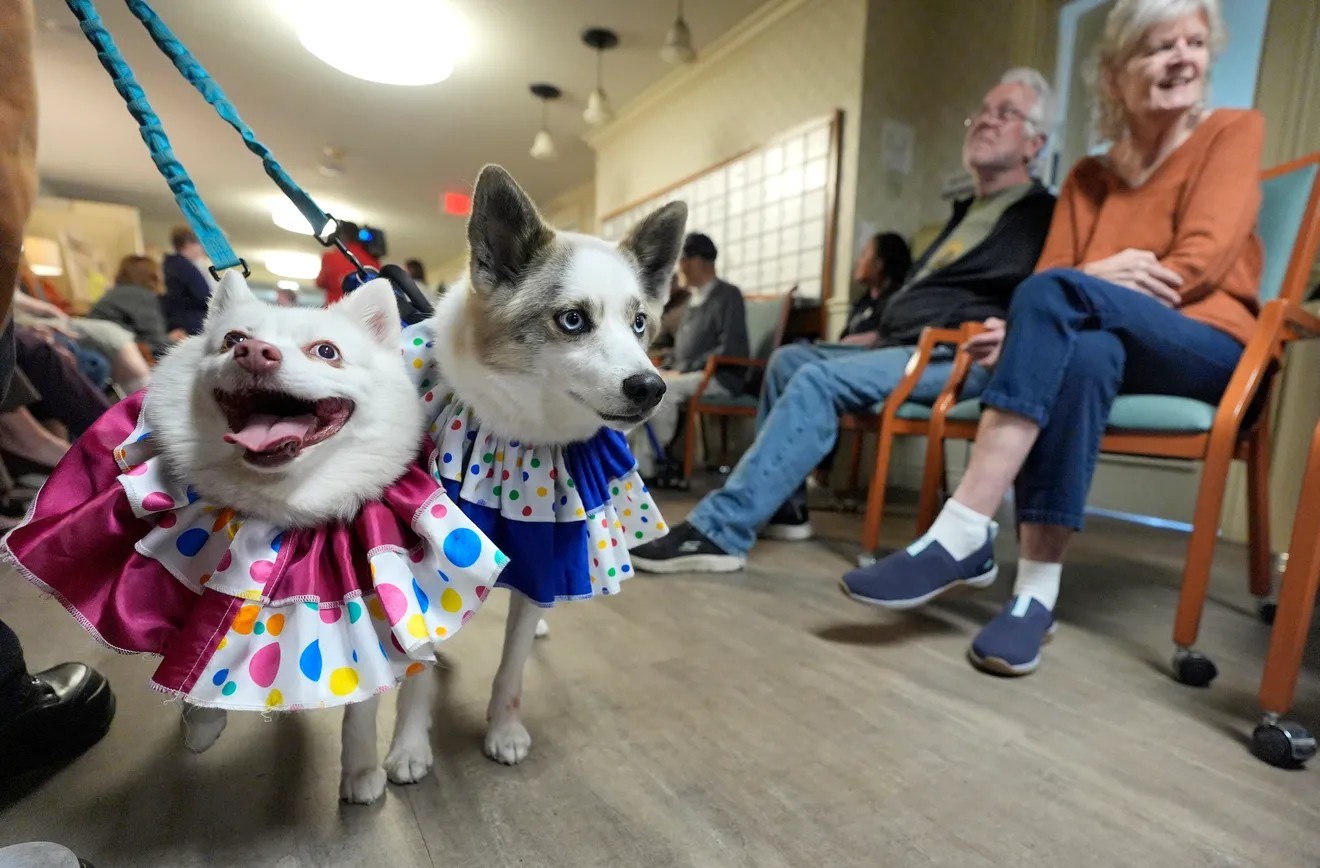 Southfield pet parade brings joy, comfort and connection – The Oakland Press