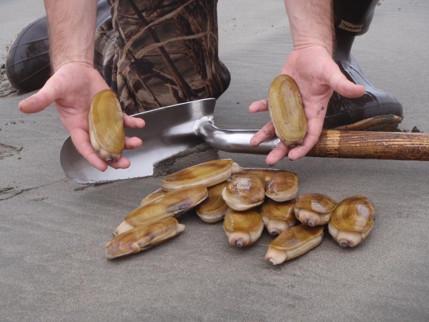 WDFW announces 40 tentative days of coastal razor clam digging opportunities beginning Oct. 9
