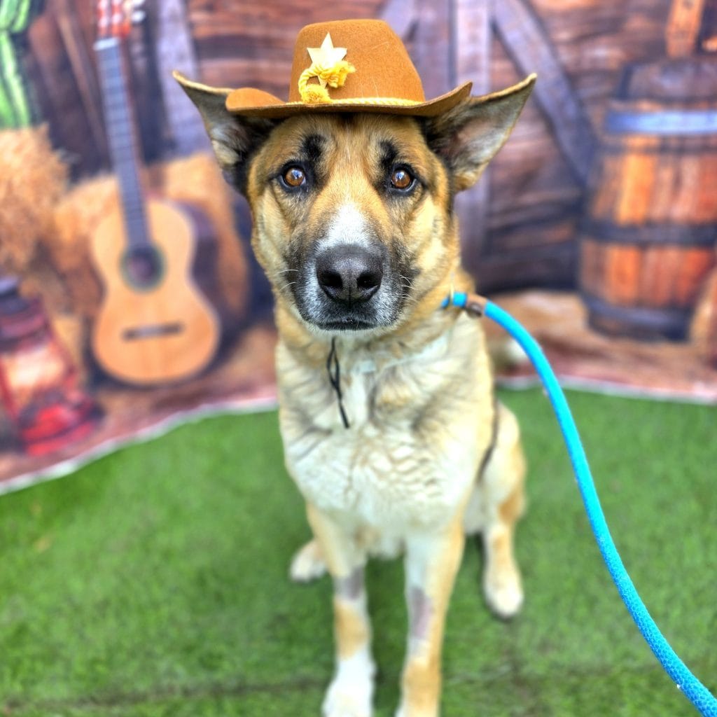 A sweet dog with a blue leash wears a beige cowboy hat.