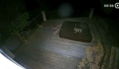 Coyotes moving into backyards in San Jose’s Willow Glen – NBC Bay Area