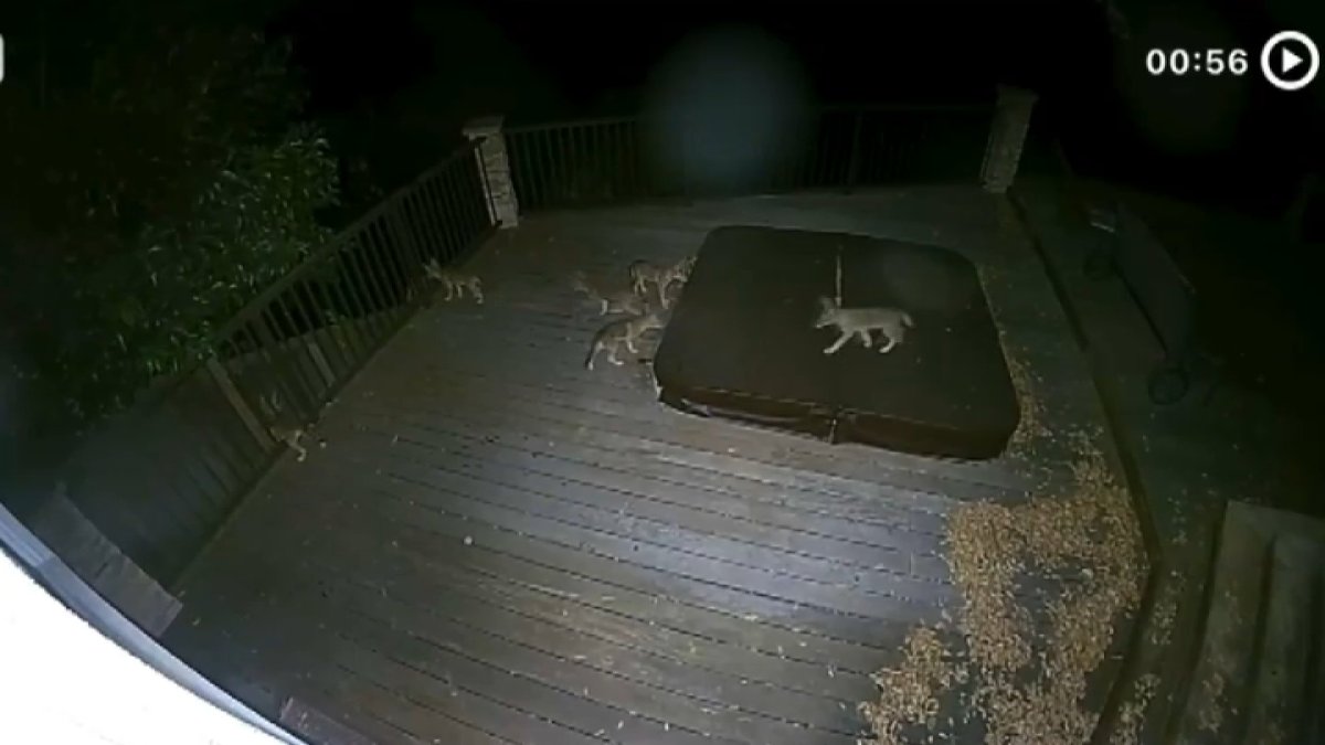 Coyotes moving into backyards in San Jose’s Willow Glen – NBC Bay Area