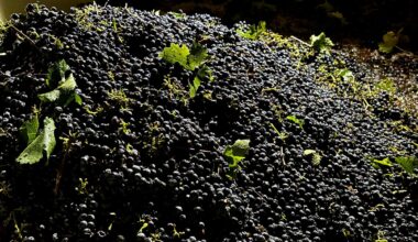 California farmers are struggling to sell grapes as demand for wine drops