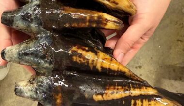 Well-preserved tooth from Pacific mastodon found in a creek in San Francisco Bay Area
