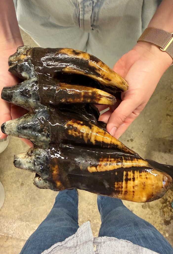 Well-preserved tooth from Pacific mastodon found in a creek in San Francisco Bay Area