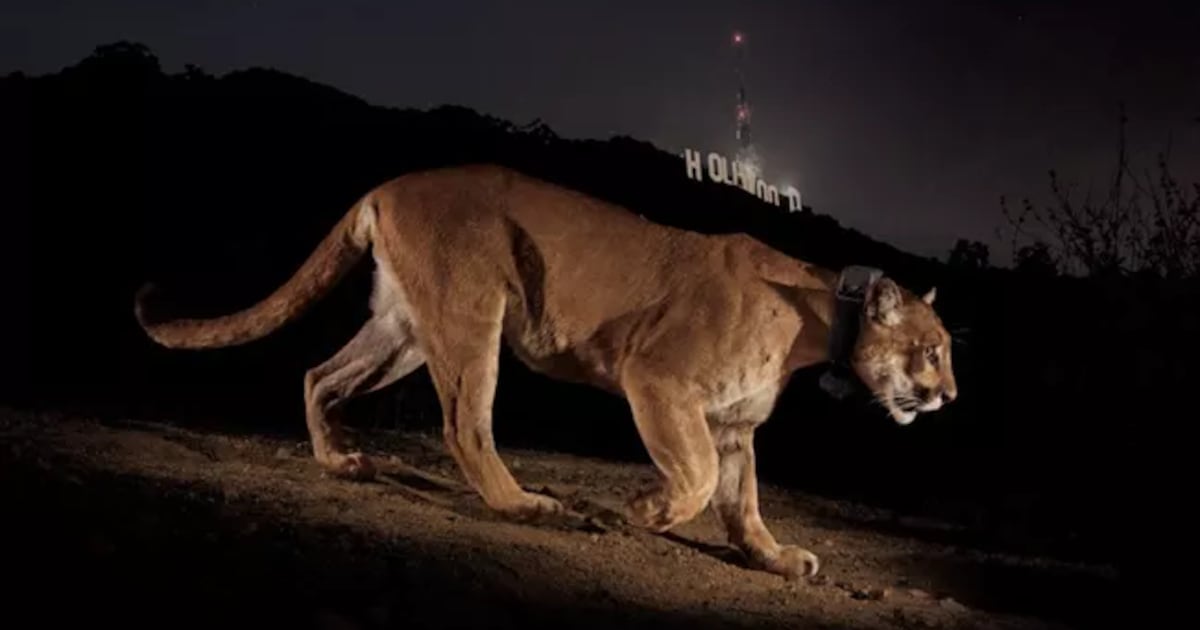 P-22 to be memorialized at Griffith Park – Annenberg Media