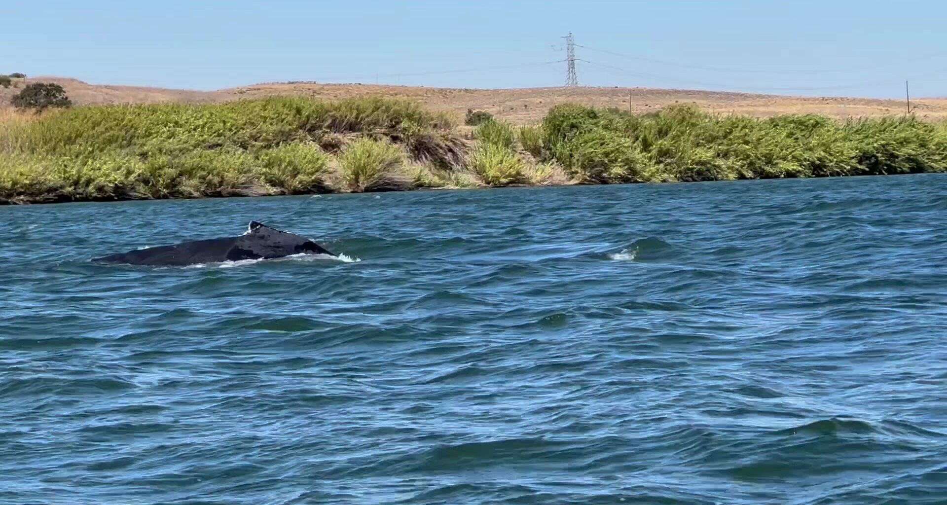 Humpback whale travels into Sacramento River near Rio Vista