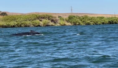 Humpback whale travels into Sacramento River near Rio Vista