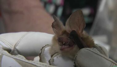 CDC issues rabies advisory as cases hit Northern California