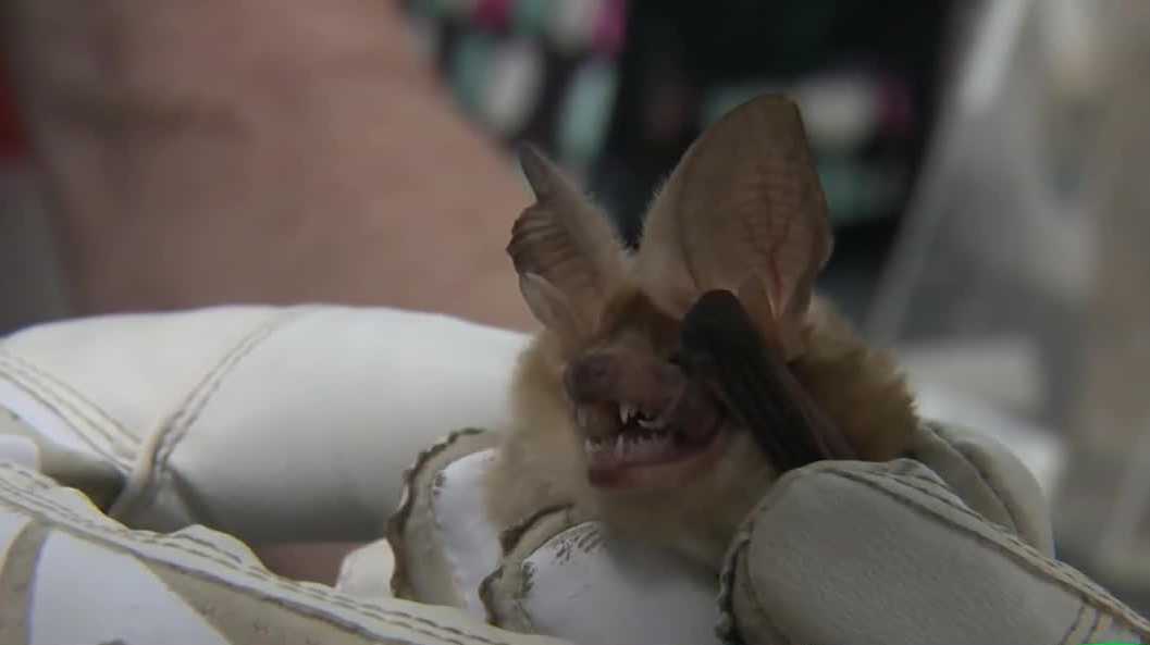 CDC issues rabies advisory as cases hit Northern California