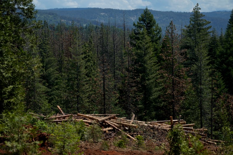 Cut down trees are visible at the site of a timber sale in the Tahoe National Forest, June 6, 2023, near Camptonville, Calif. (AP Photo/Godofredo A. Vásquez, File) Cut down trees are visible at the site of a timber sale in the Tahoe National Forest, June 6, 2023, near Camptonville, Calif. (AP Photo/Godofredo A. Vásquez, File)