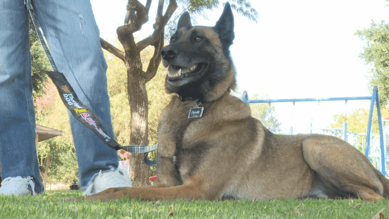 Terry is Noodle's handler and said he loves to cuddle (PHOTO: PHOTOJOURNALIST CHASE GAUTHIER).