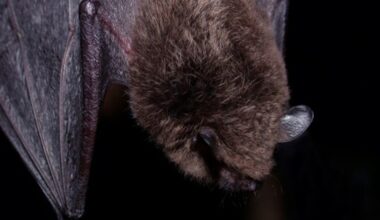 Rabies detected in Pasadena bats for second time this year – NBC Los Angeles