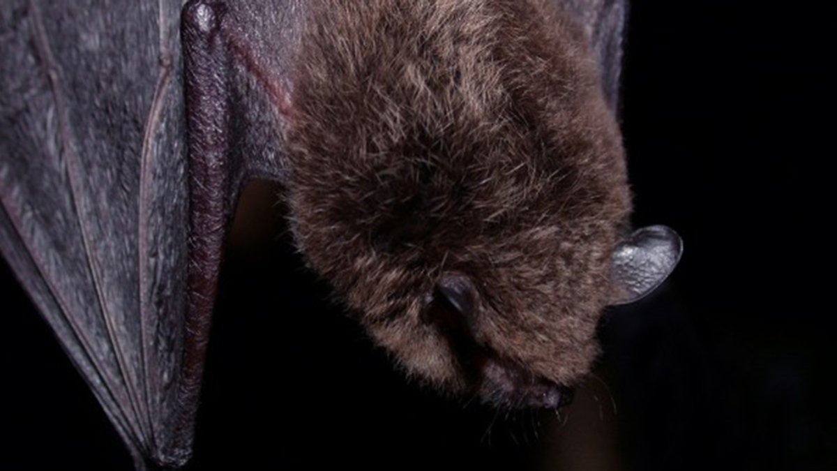 Rabies detected in Pasadena bats for second time this year – NBC Los Angeles