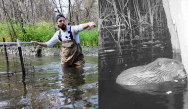 Oakland University's beaver deceiver is Michigan's first pond leveler that solves dam flooding