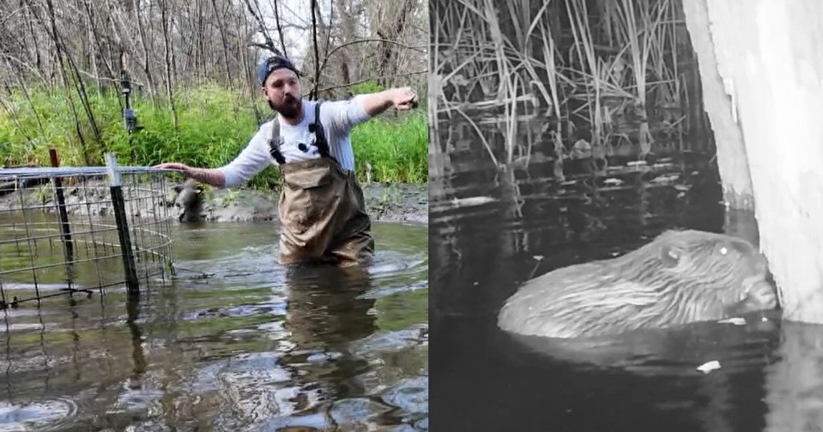 Oakland University's beaver deceiver is Michigan's first pond leveler that solves dam flooding