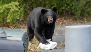 A Bear Attacked a California Couple and Killed Their Dog