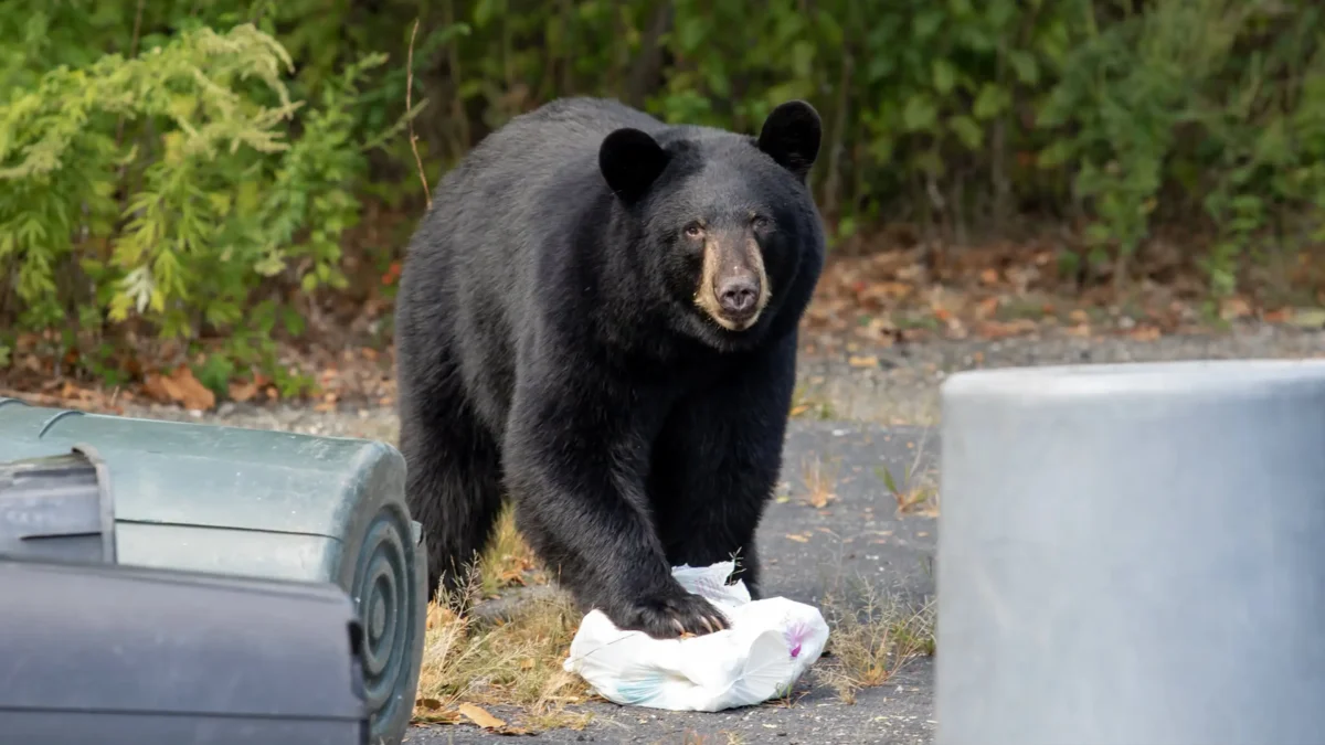 A Bear Attacked a California Couple and Killed Their Dog