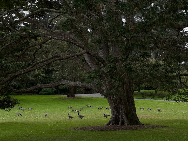 A large tree with widespread branches stands in a grassy park, while a flock of geese graze on the lawn in the background.