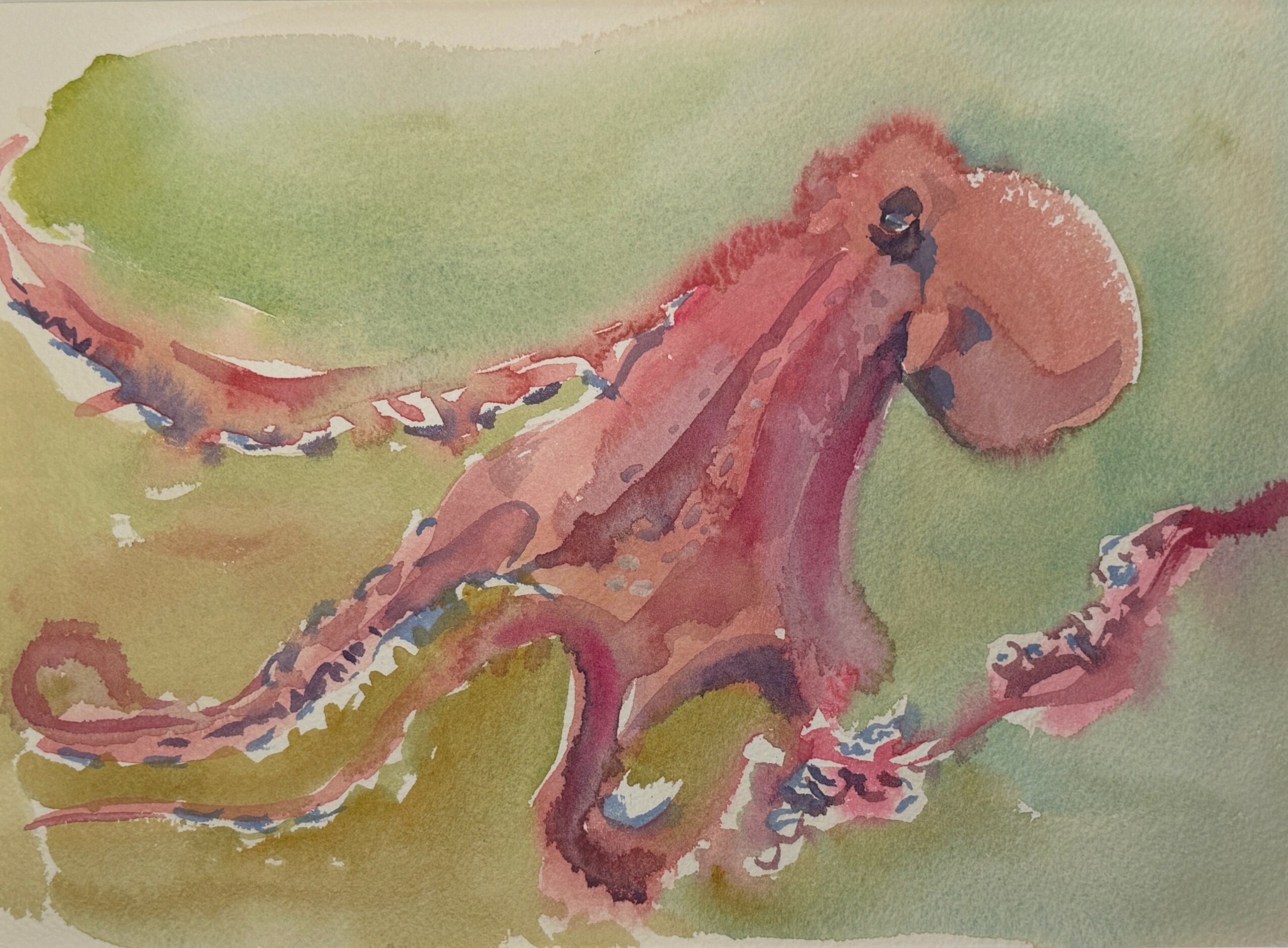 Watercolor painting of an octopus with reddish-brown and pink hues on a green background.