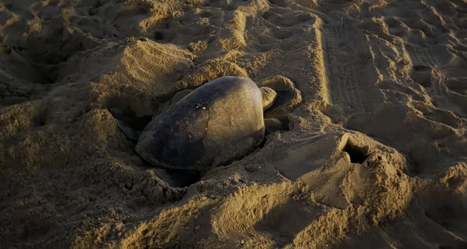 Endangered sea turtle lays eggs on California beach for first time in recorded history