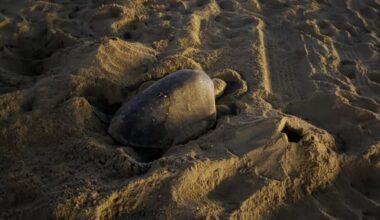 Endangered sea turtle lays eggs on California beach for first time in recorded history