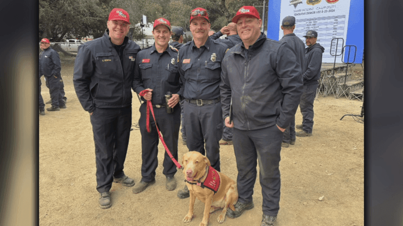 The Fresno First Responder Therapy Dog organization brings trained dogs to first responders and other workers facing high-stress, traumatic situations (PHOTO COURTESY OF: NANCY GILMORE).