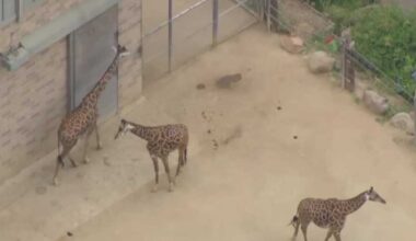 Sacramento leaders to vote on zoo expansion plans