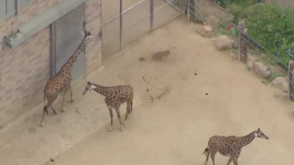 Sacramento leaders to vote on zoo expansion plans