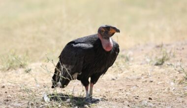 San Diego Zoo Safari Park welcomes new California condor chick – NBC 7 San Diego