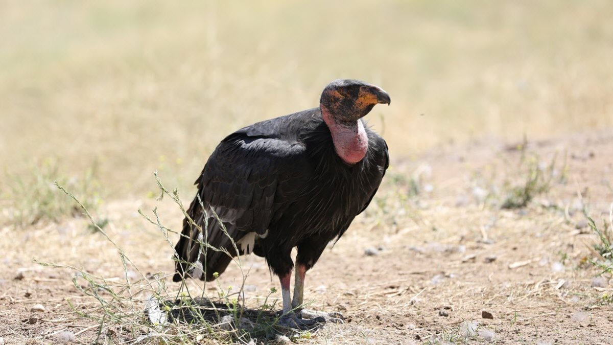 San Diego Zoo Safari Park welcomes new California condor chick – NBC 7 San Diego
