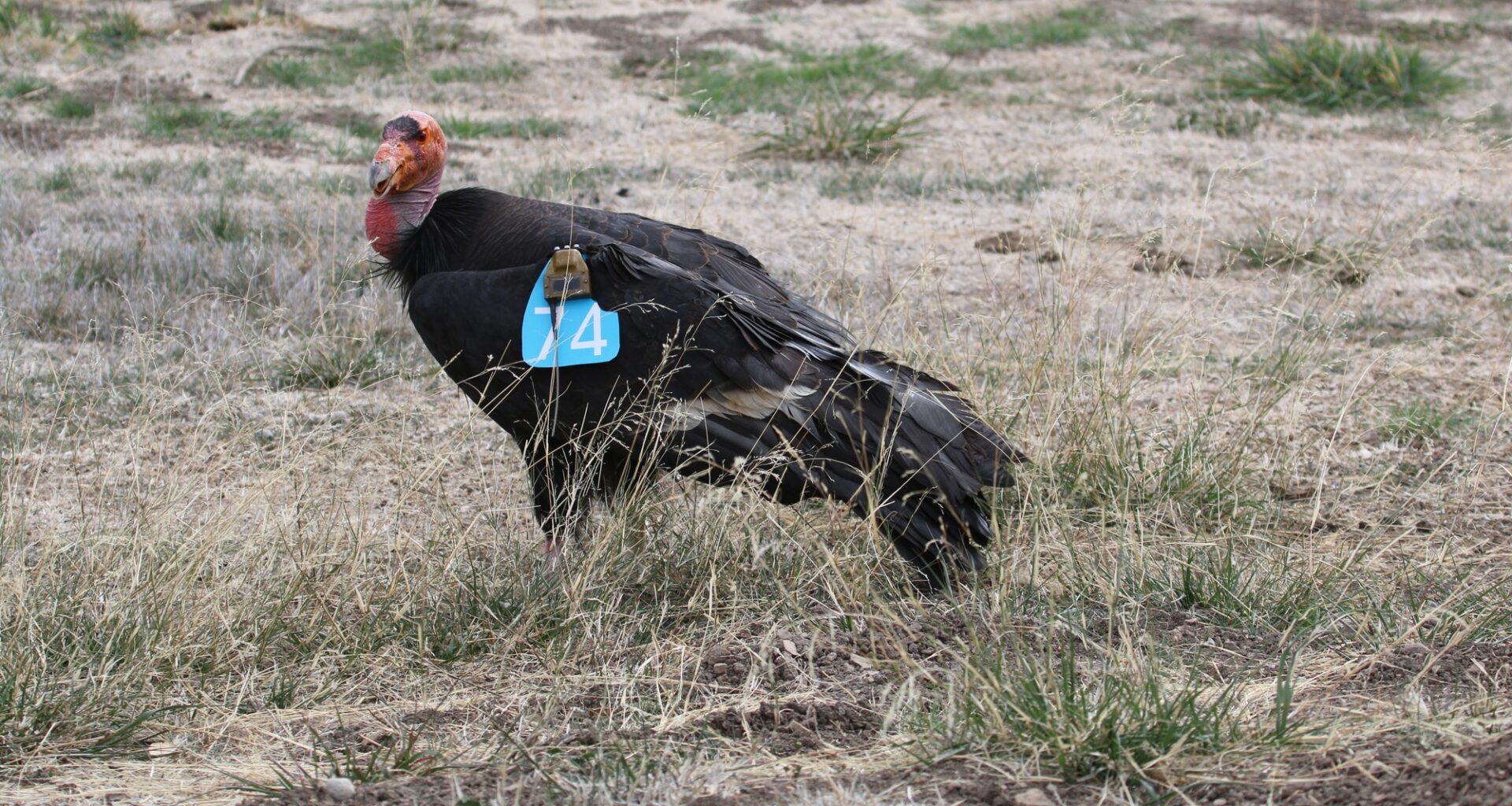 On 19 April 1987 the last free-flying condor, AC-9, was caught at Bitter Creek in California, leaving all 27 survivors in captivity; by 31 December 2025 the species numbered 607, 392 of them wild