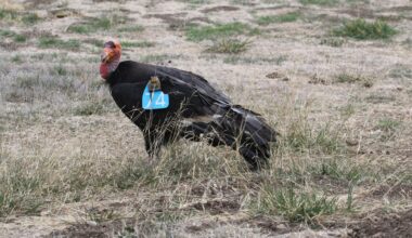 On 19 April 1987 the last free-flying condor, AC-9, was caught at Bitter Creek in California, leaving all 27 survivors in captivity; by 31 December 2025 the species numbered 607, 392 of them wild